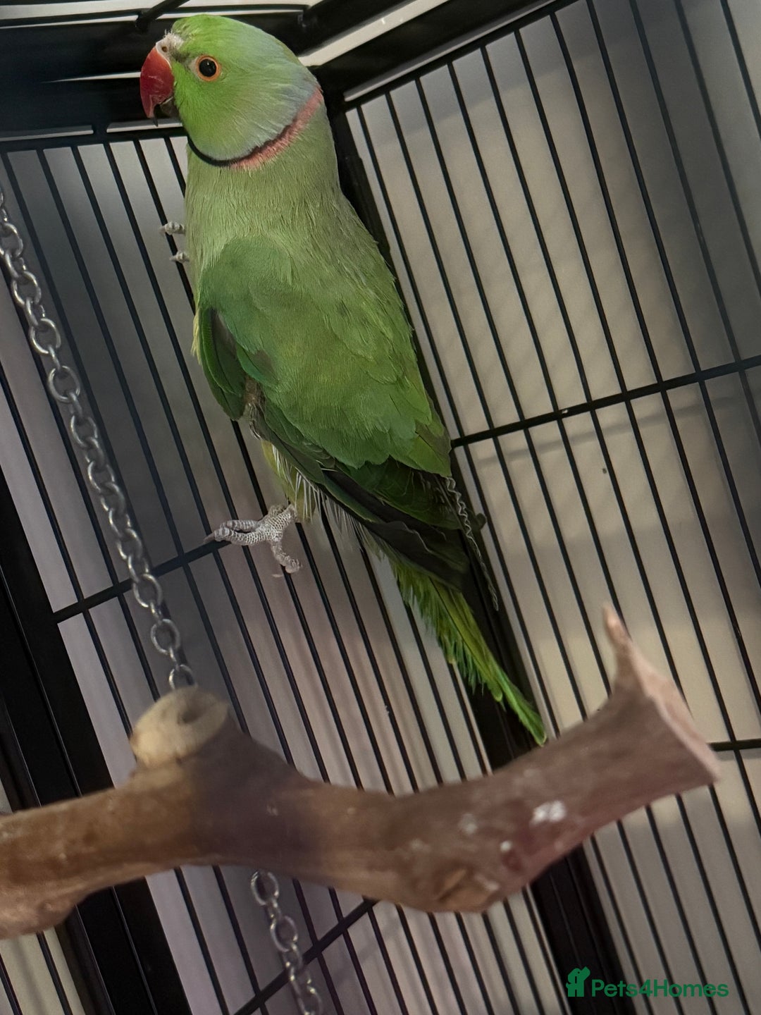 Ringnecks birds for sale: Male Indian Ringneck & Cage - Image 2
