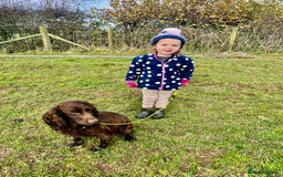 Cocker Spaniel dogs for sale: 2 Gorgeous Chocolate Cocker Dog Pups For Sale! - Image 5