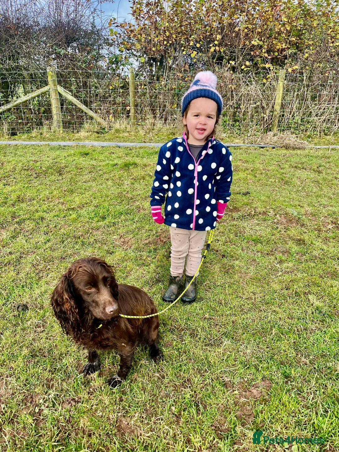 Cocker Spaniel dogs for sale: 2 Gorgeous Chocolate Cocker Dog Pups For Sale! - Image 5