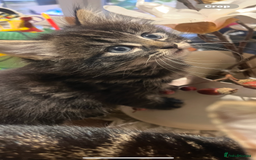 Mixed Breed cats for sale: Girl kitten ready to find forever home - Image 2
