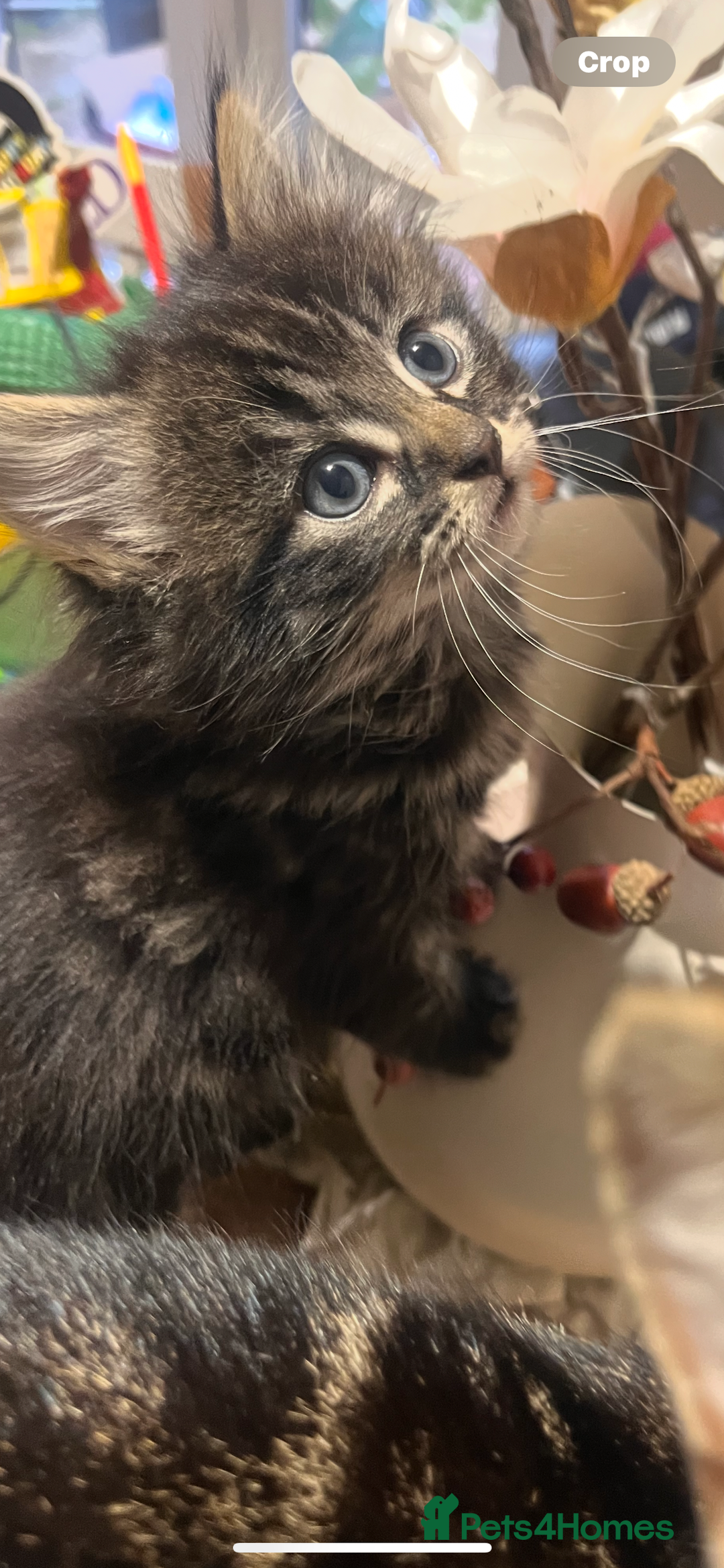 Mixed Breed cats for sale: Girl kitten ready to find forever home - Image 2