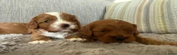 Cavapoo dogs for sale: Cavapoo puppies,health tested parents 5* licensed  - Advert 7
