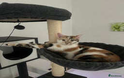 Mixed Breed cats for sale: five beautiful healthy charming kittens - Image 11