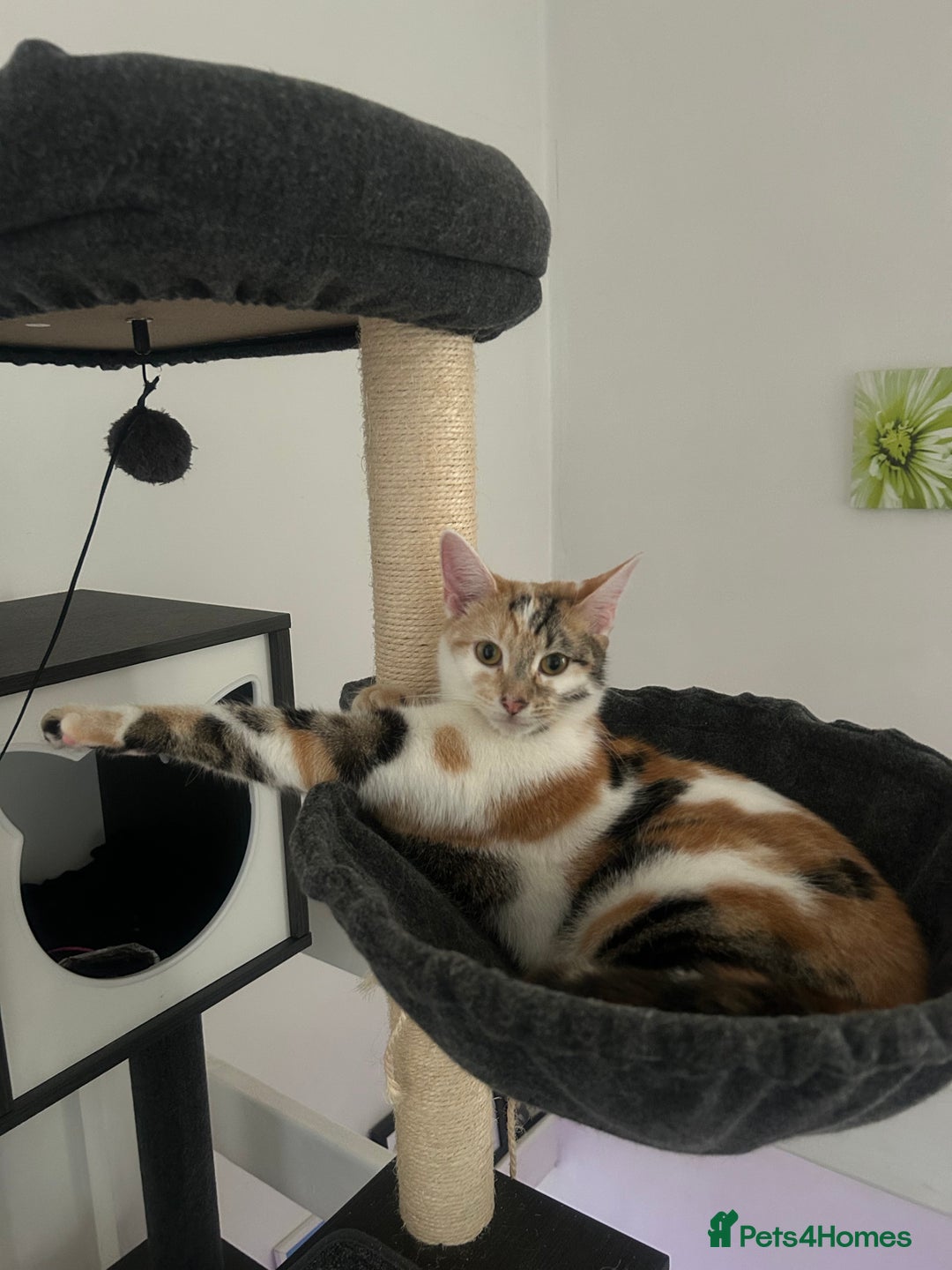 Mixed Breed cats for sale: five beautiful healthy charming kittens - Image 11