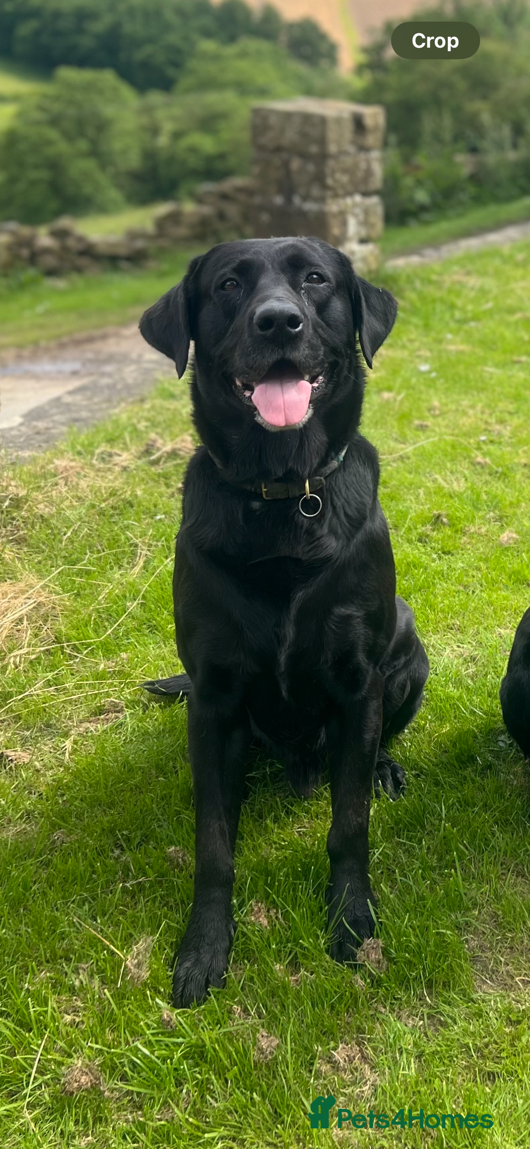 Labrador Retriever dogs for sale: Labrador puppy looking for his forever home  - Image 4