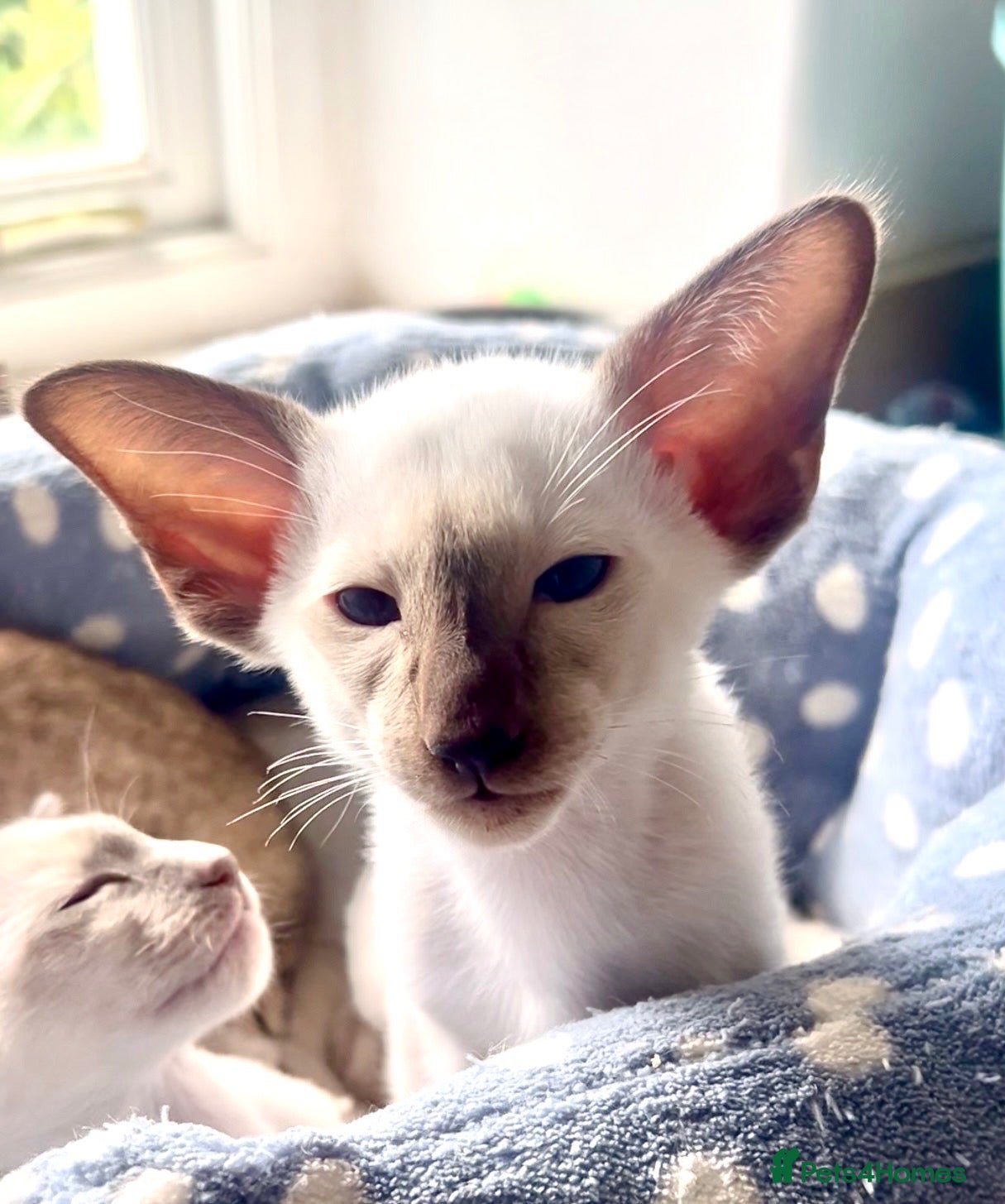 Siamese cats Siamese kittens - Advert 1