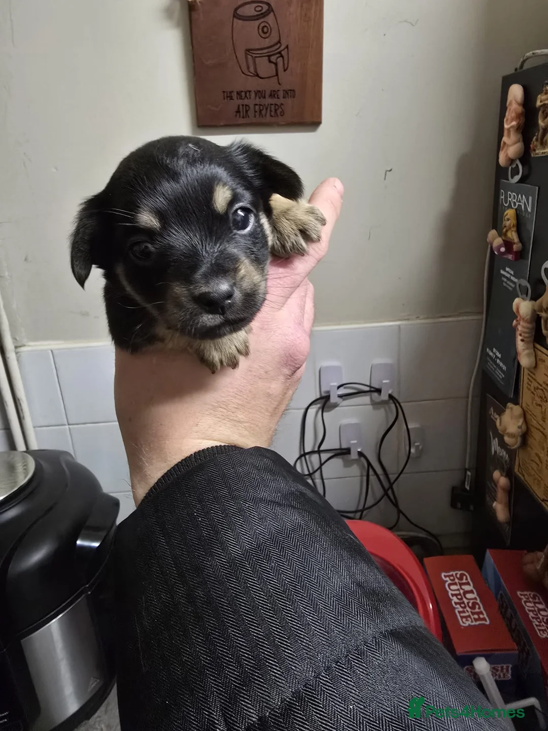 Jack Russell dogs for sale: Jack russle puppies  - Advert 25