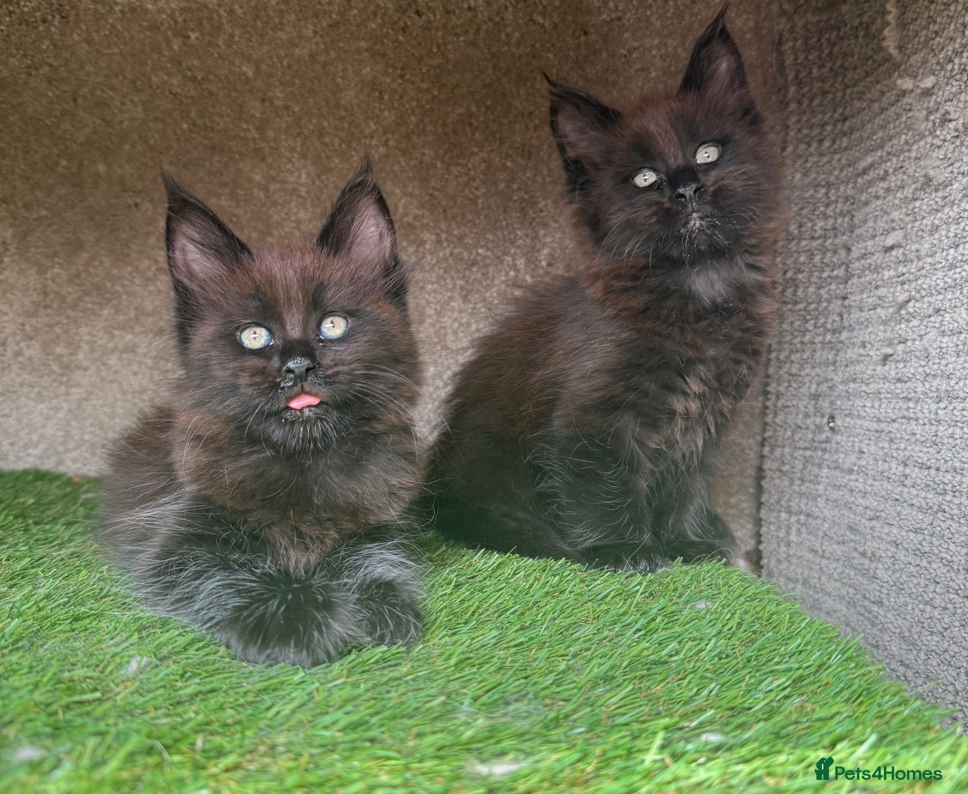 Maine Coon cats Black Smoke TICA Maine Coons - Advert 1