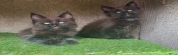 Maine Coon cats for sale: Baby Black Smoke TICA Maine Coon Kittens - Advert 6