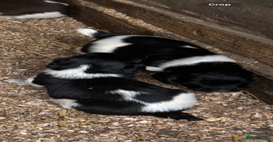English Springer Spaniel dogs - Advert 6