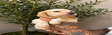 Cocker Spaniel 6