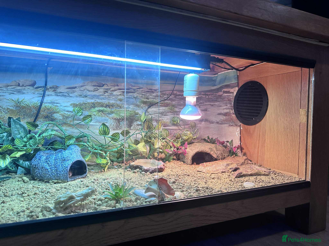 Leopard Gecko reptiles for sale: leopard gecko 5 years old - Advert 14