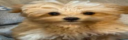 Maltipoo dogs for sale: Maltipoo Baby Boy - Advert 2