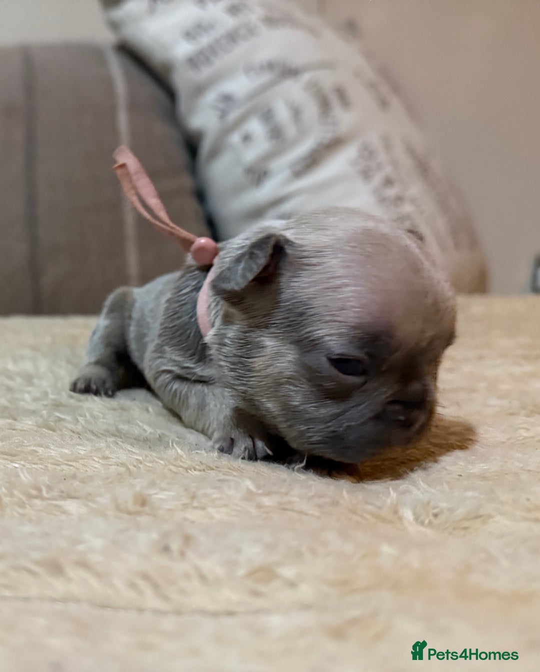 French Bulldog dogs for sale: French bulldog puppies - Advert 34
