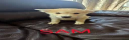 Siberian Husky dogs for sale: BEAUTIFUL SIBERIAN HUSKY PUPPIES  - Advert 2