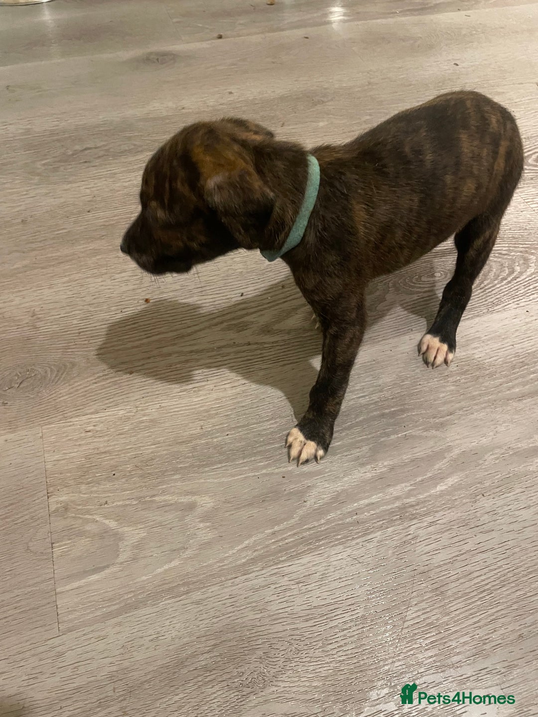 Lurcher dogs for sale: Greyhound/deerhound brindle lurchers - Advert 20