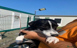 Mixed Breed dogs for adoption: Meet LUNA, a Lovely Puppy Girl - for a Loving Home - Image 39