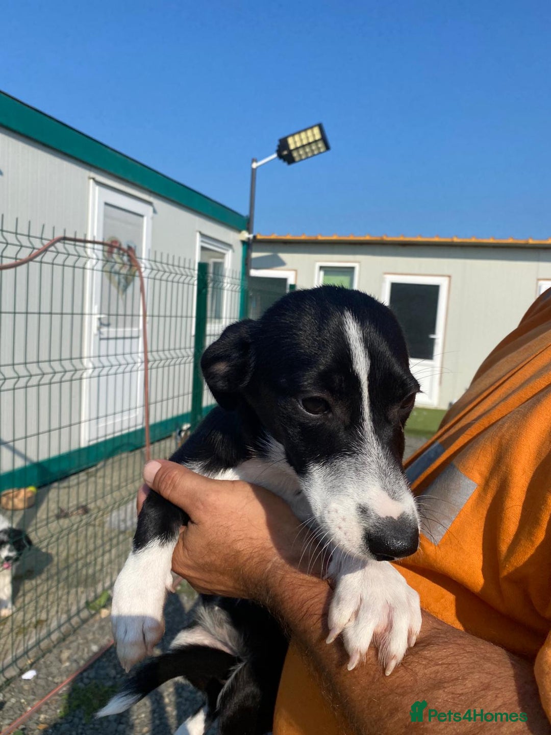 Mixed Breed dogs for adoption: Meet LUNA, a Lovely Puppy Girl - for a Loving Home - Image 39