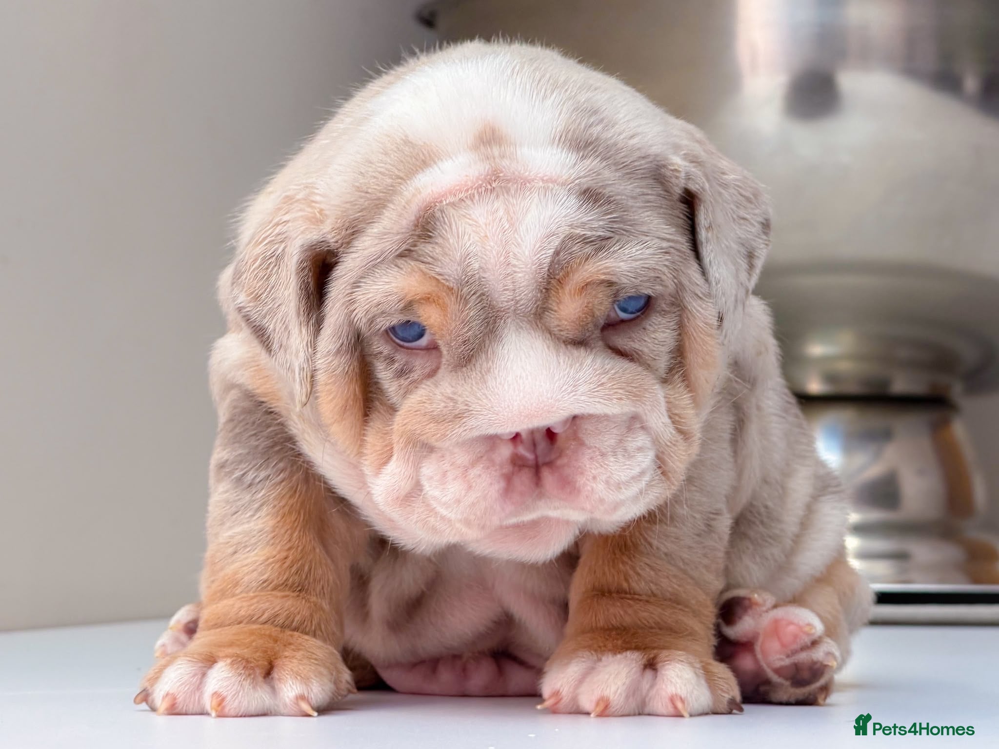 English Bulldog dogs 🐾 Honey x Mr Muscle pups 🐾‼️ - Advert 1