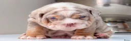 English Bulldog dogs for sale: 🐾 Honey x Mr Muscle pups 🐾‼️ - Advert 1