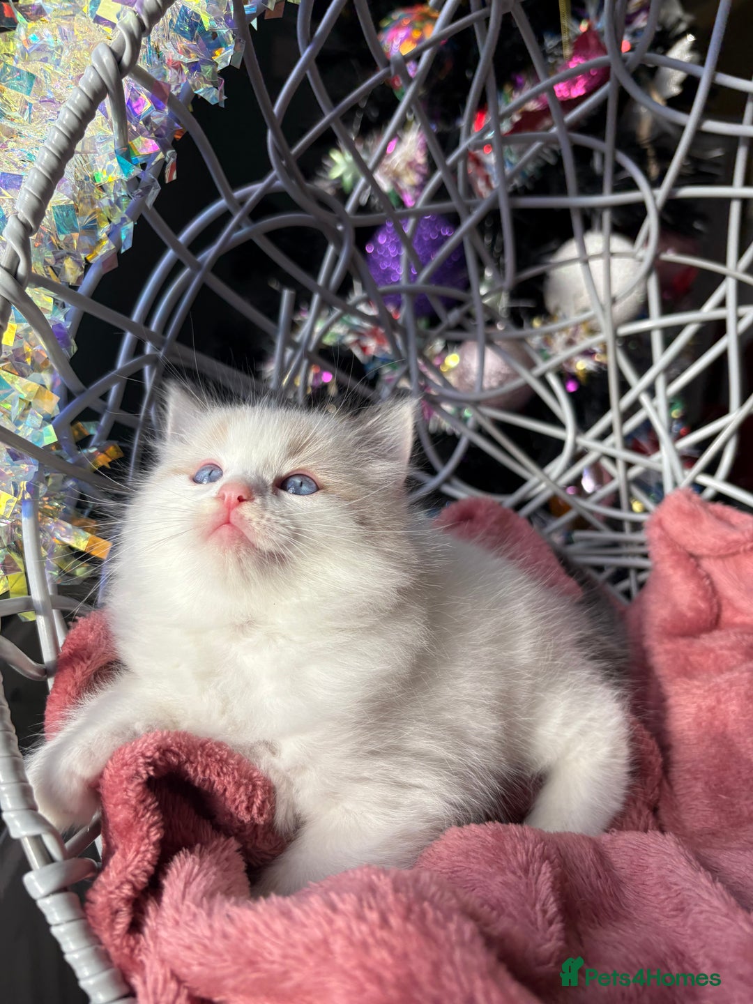 Ragdoll cats for sale: TICA Pedigree Bicolour Ragdoll kittens - Advert 22