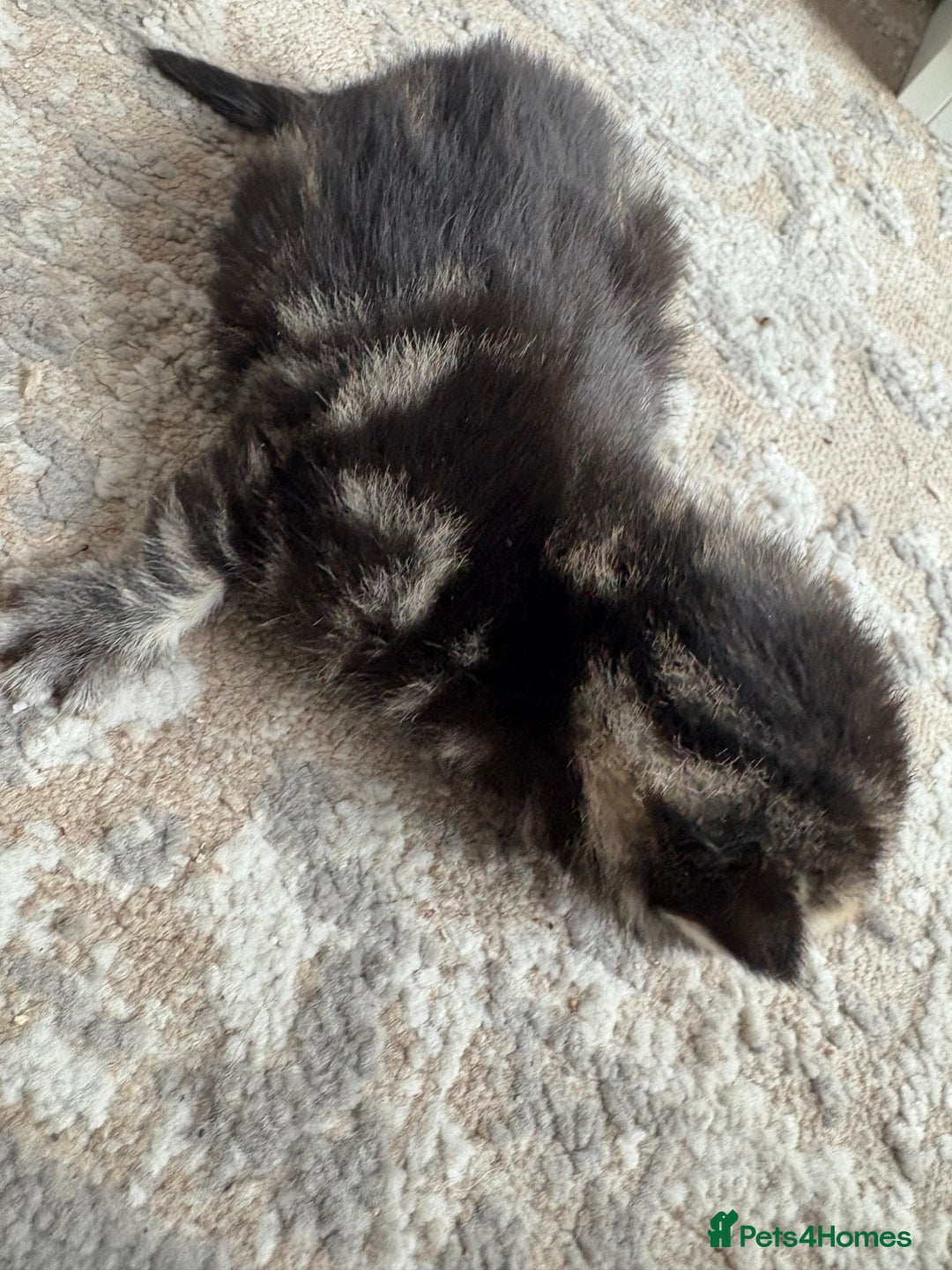 Scottish Fold cats for sale: Rare Scottish Fold - Nebelung Kittens in Liverpool - Advert 3