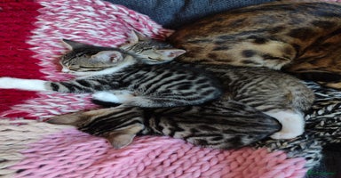 Mixed Breed cats - Advert 11