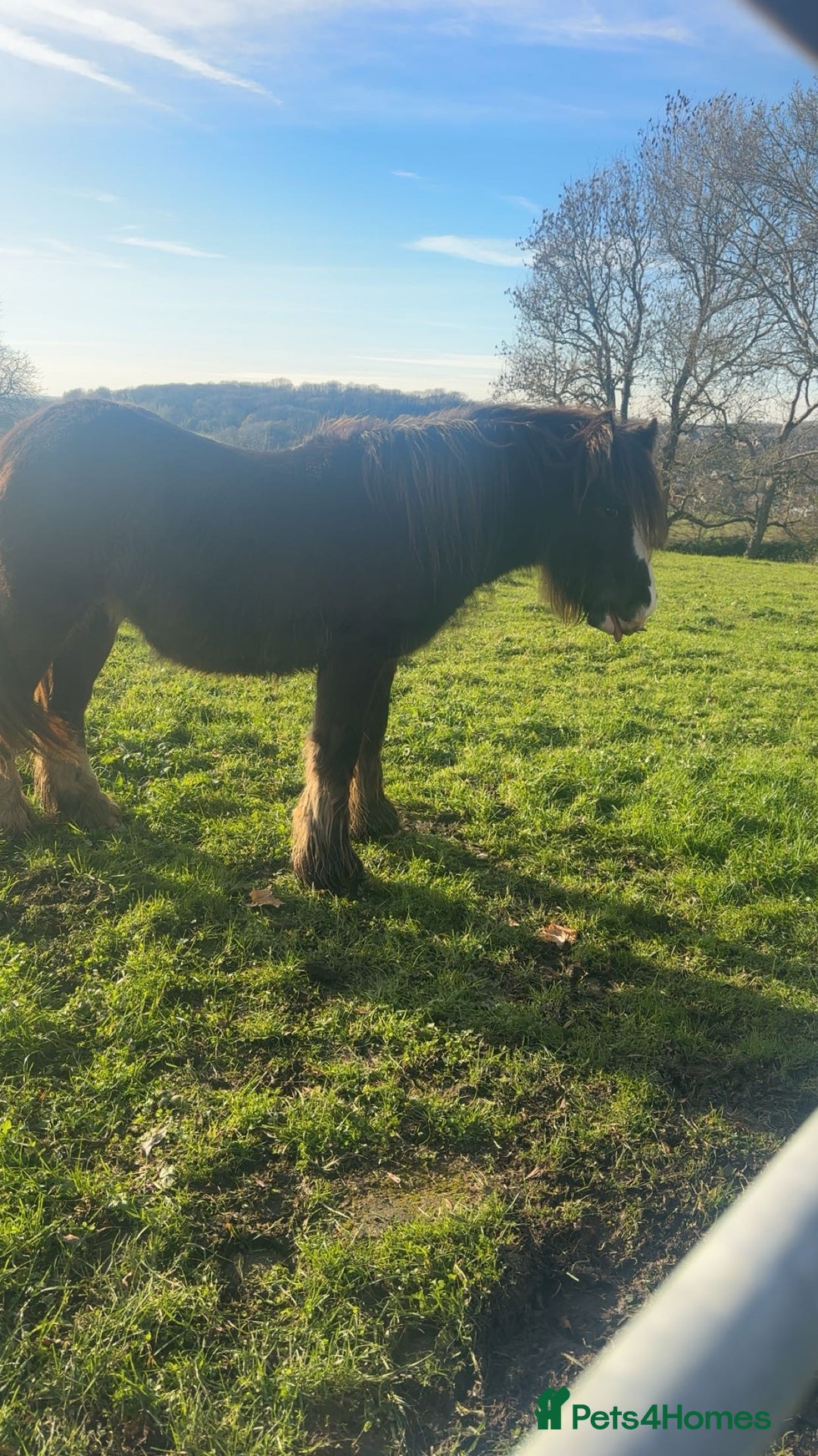 Irish Cob horses for sale: Ted, stallion cob - Advert 3