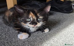 Mixed Breed cats for sale: Need a home - Image 10
