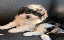 Cavapoo dogs for sale: Family raised Cavapoo puppies ready August - Image 16