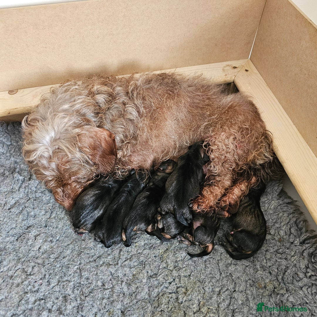 Dachshund dogs for sale: Wired haired dachshund  - Image 8