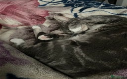 British Shorthair cats for sale: Grey tabby short hair..  - Image 4