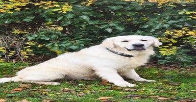 Golden Retriever dogs - Advert 13