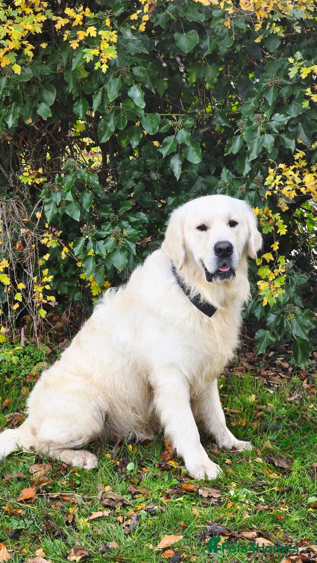 Golden Retriever dogs for stud: *Fully DNA clear, A/A 0/0, KC show lines for stud* - Image 3