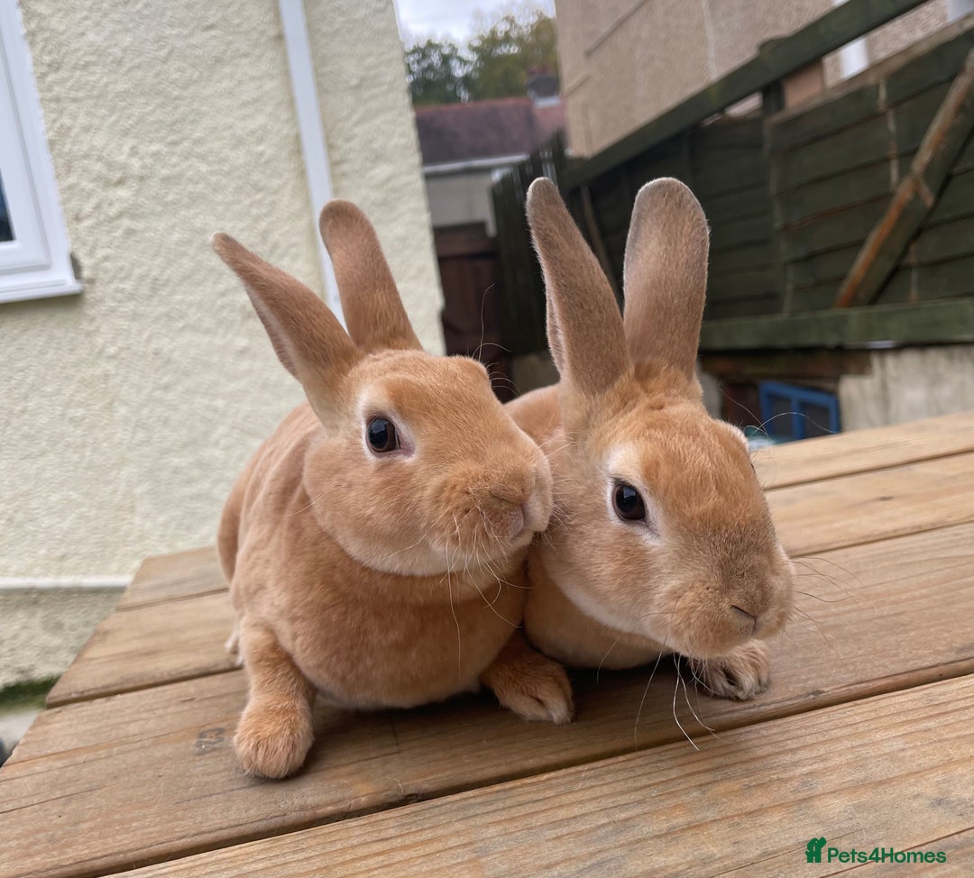 Rex rabbits for sale: 1 beautiful mini Rex left - Image 4