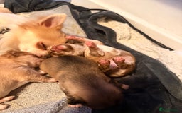 Chihuahua dogs for sale:  **  CHIHUAHUAS  - Advert 19