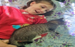 Mixed Breed cats for adoption: TOM a friendly & proud boy who needs a Loving Home - Advert 27