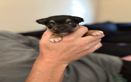 Chihuahua dogs for sale: Chihuahua and Pomchi puppies - Image 30