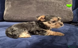Yorkshire Terrier dogs for sale: Yorkshire terrier puppies (3 girls) - Image 29