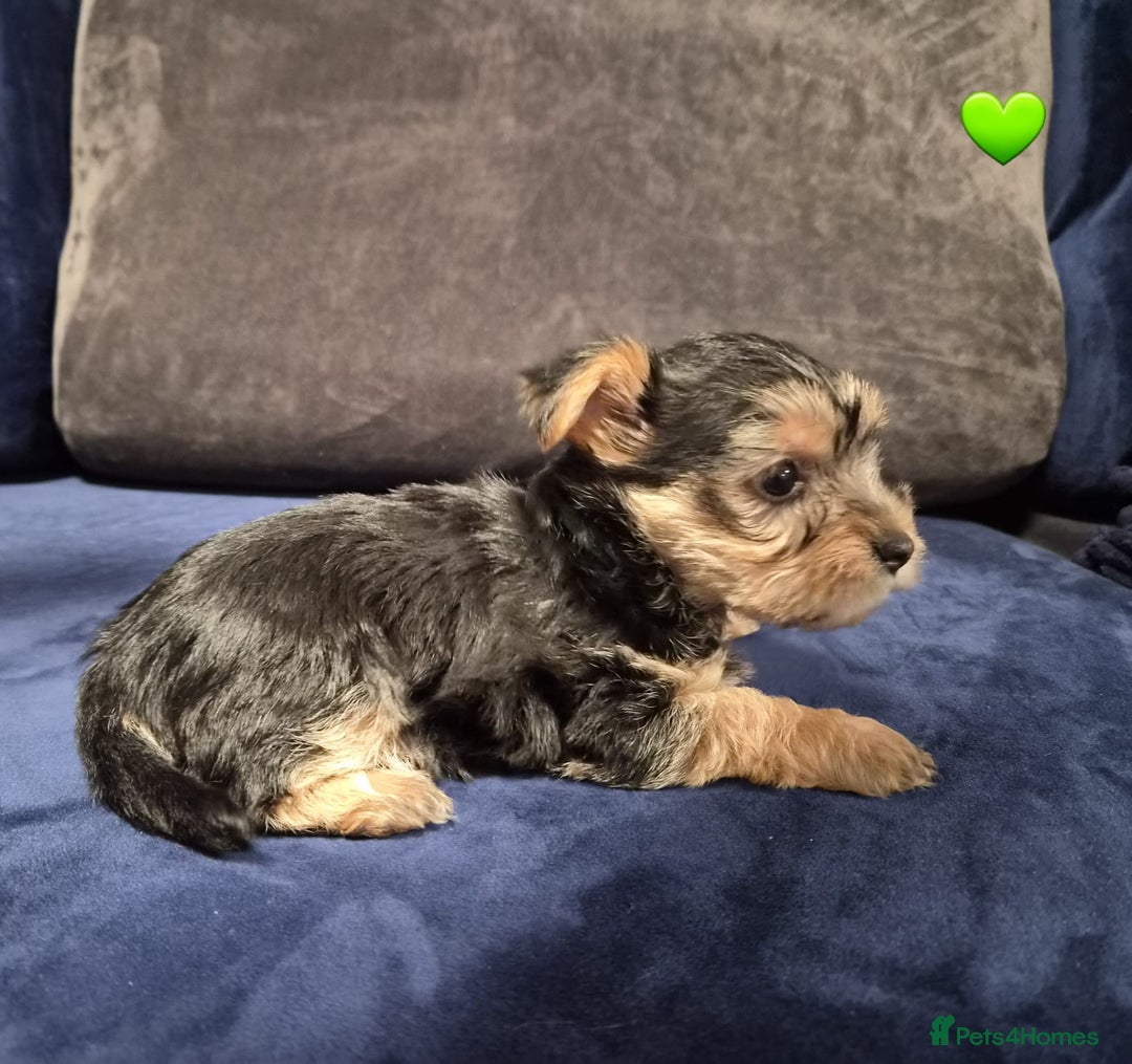 Yorkshire Terrier dogs for sale: Yorkshire terrier puppies (3 girls) - Image 29