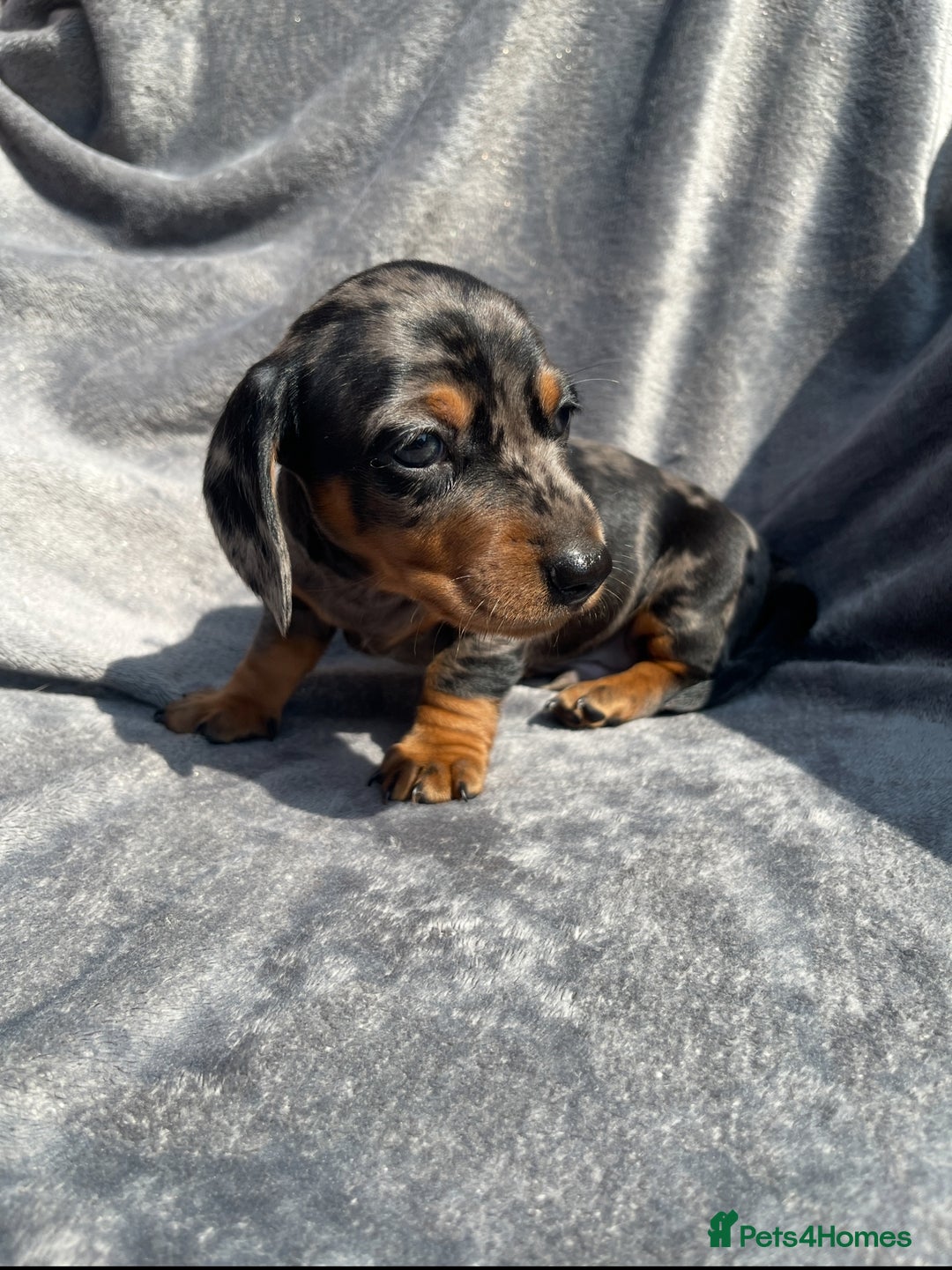 Miniature Dachshund dogs for sale: KC Reg Pedigree Mini Smooth Haired Dachshunds - Image 4