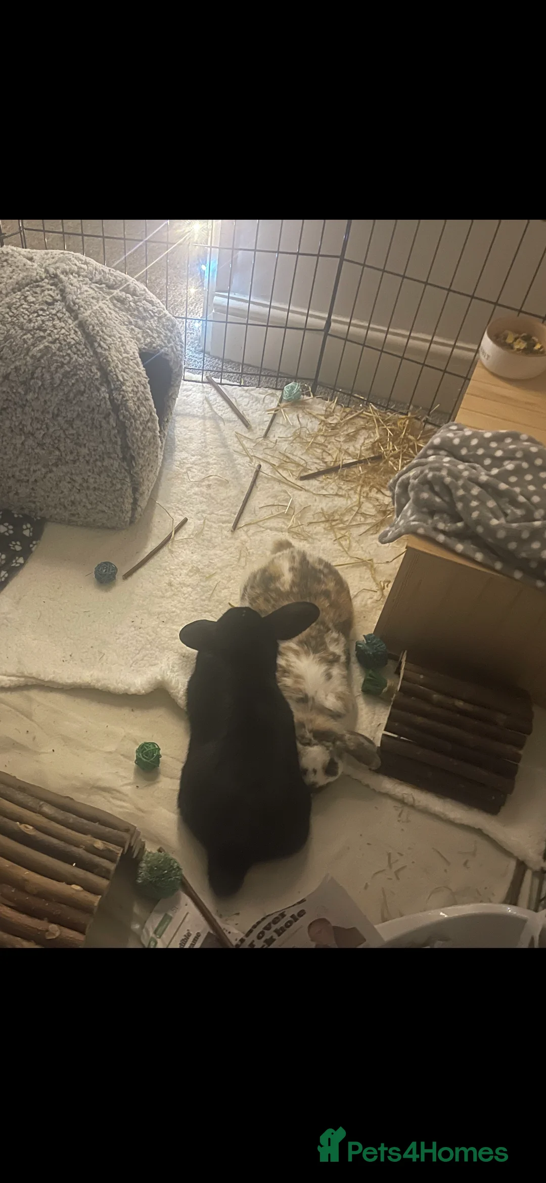 Mixed Breed rabbits for sale: 2 Male Rabbits  - Advert 3