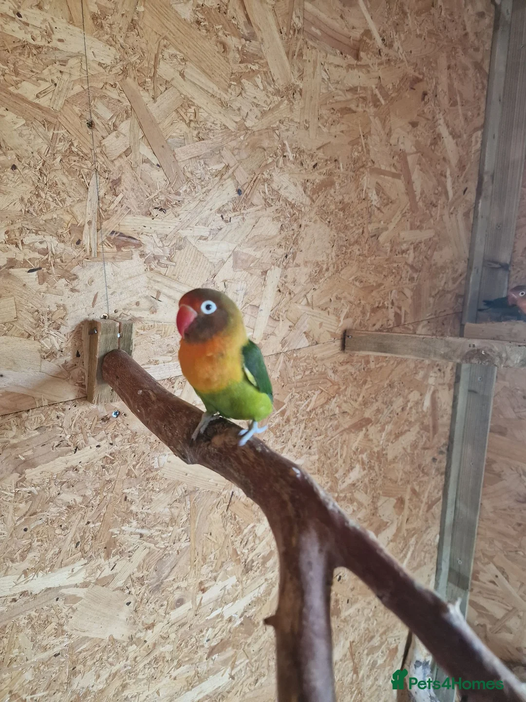 Lovebirds birds for sale: ✨️🦜Beautiful Fischer's Lovebird for Sale! 🦜✨ in Saint Helens - Advert 14