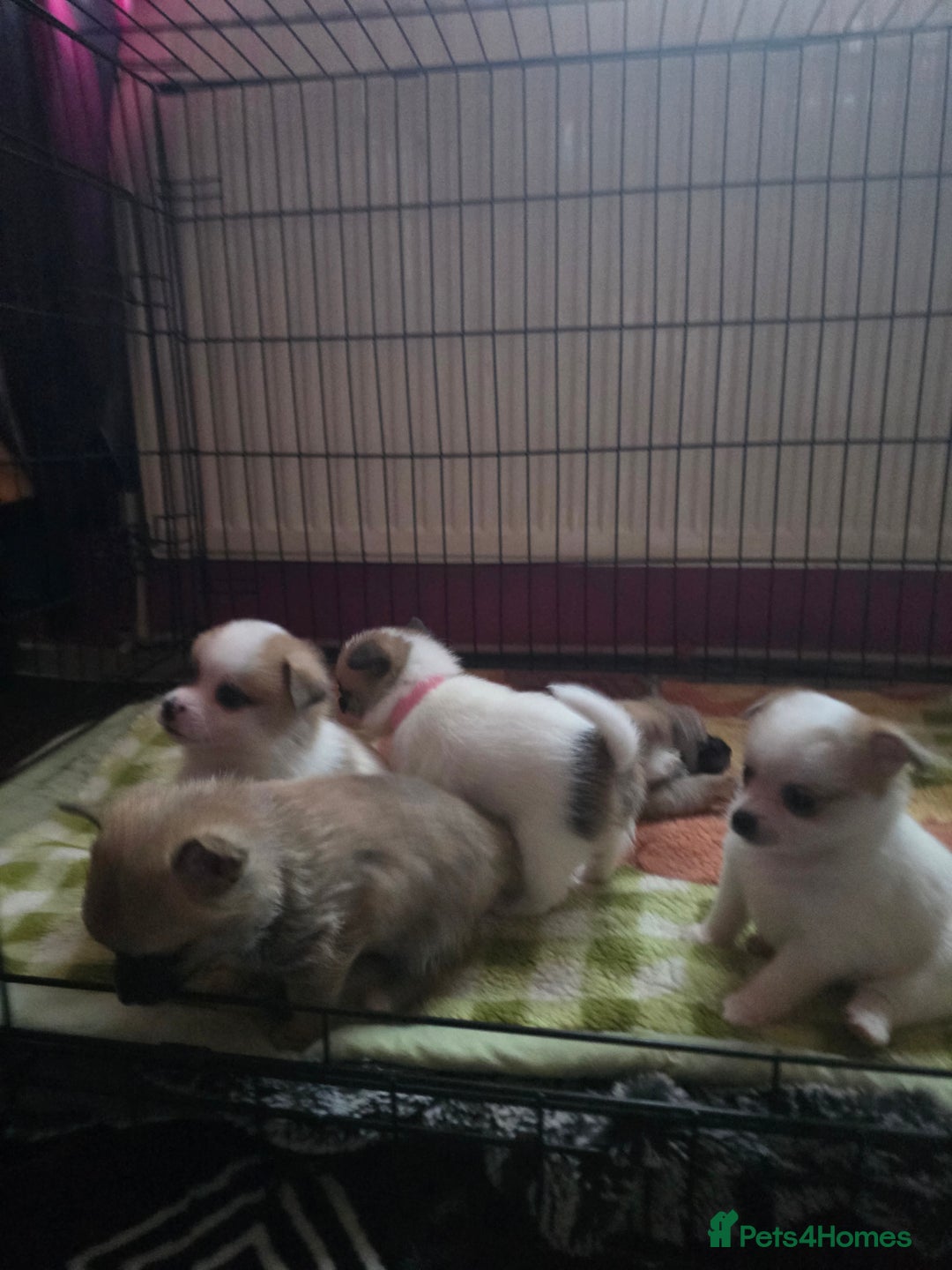 Pomchi dogs for sale: Beautiful Pomchi Puppy's ❤️  - Advert 2