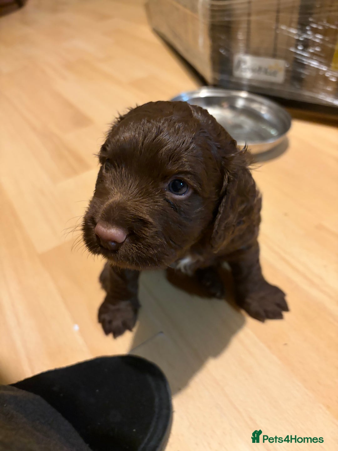 Cocker Spaniel dogs for sale: Beautiful working cocker spaniel KC registered  - Advert 9