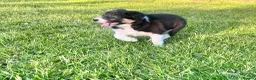 Border Collie dogs for sale: KC Reg Border Collie Puppies - Ready 1/06/2026 - Advert 5
