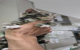 Bengal cats for sale: 5 females 1 male snow bengal kittens  - Image 10