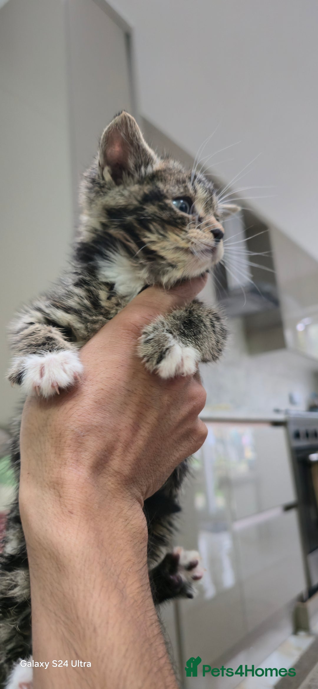 Bengal cats for sale: 5 females 1 male snow bengal kittens  - Image 10