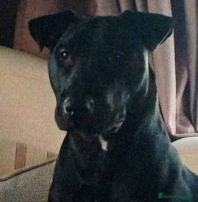 Mixed Breed dogs American staffordshire cross english bull terrier - Advert 2