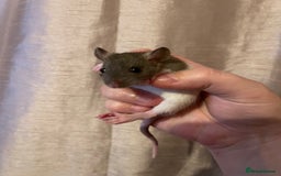 Rat rodents for sale: Baby rats looking for 5*homes only  - Advert 9